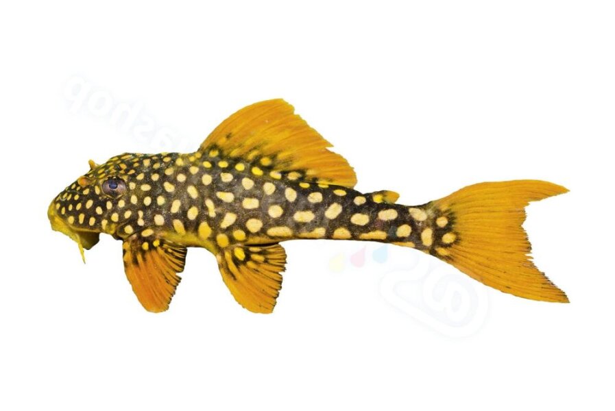 Aufkleber