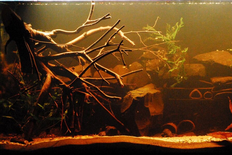 Wasserpflege