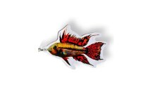 Anh&auml;nger Apistogramma cacatuoides