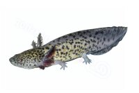 Anh&auml;nger Axolotl - Ambystoma mexicanum