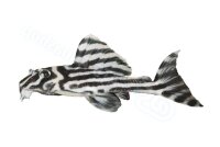 Anh&auml;nger Hypancistrus zebra L 46