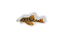 Anh&auml;nger Peckoltia compta L 134