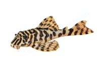 Anh&auml;nger Peckoltia compta L 134