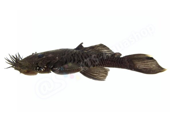 Aufkleber Ancistrus ranunculus L 34