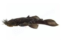 Aufkleber Ancistrus ranunculus L 34