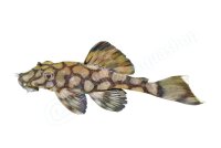 Aufkleber Ancistrus sp. L 519