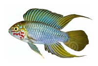 Aufkleber Apistogramma borelli "Opal"