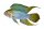 Aufkleber Apistogramma borelli "Opal"