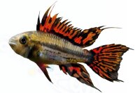 Aufkleber Apistogramma cacatuoides