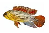 Aufkleber Apistogramma sp. Vielfleck