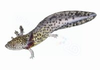 Aufkleber Axolotl - Ambystoma mexicanum