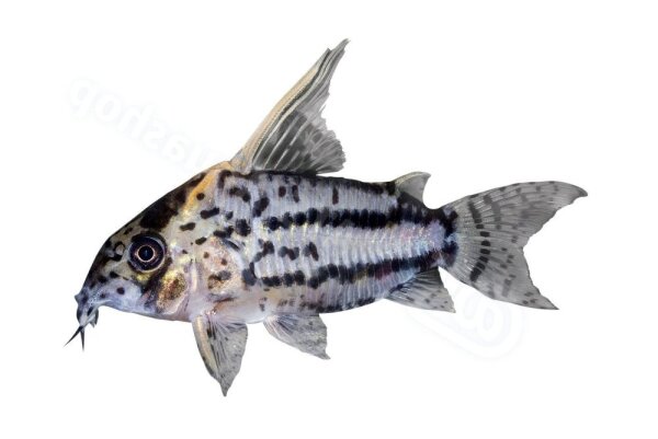 Aufkleber Corydoras sp. aff. CW028