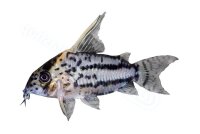 Aufkleber Corydoras sp. aff. CW028
