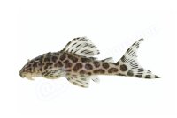 Aufkleber Hypancistrus sp. L 174