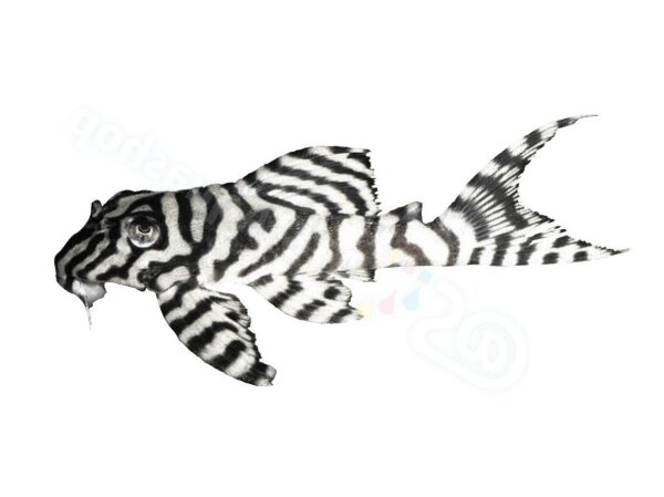 Aufkleber Hypancistrus sp. L 236
