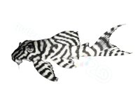 Aufkleber Hypancistrus sp. L 236
