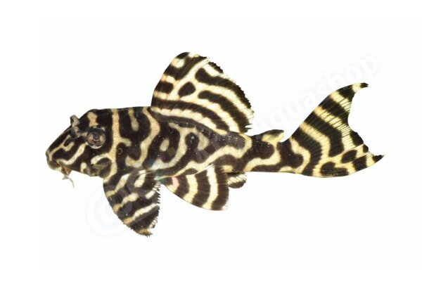 Aufkleber Hypancistrus sp. L 333