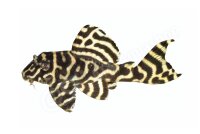 Aufkleber Hypancistrus sp. L 333