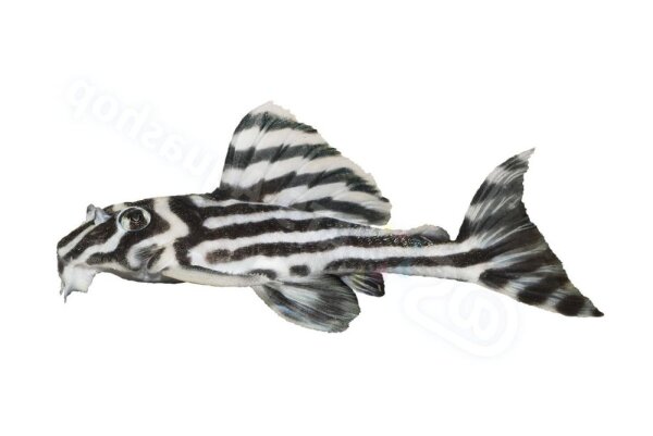 Aufkleber Hypancistrus zebra L 46
