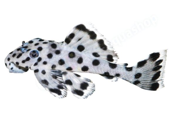 Aufkleber Leporacanthicus joselimai L 264