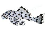 Aufkleber Leporacanthicus joselimai L 264
