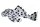 Aufkleber Leporacanthicus joselimai L 264