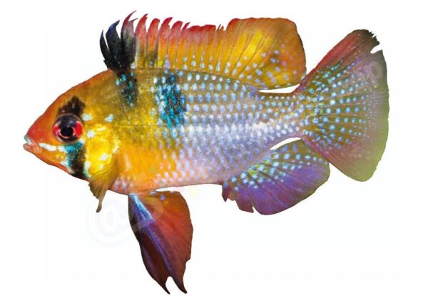 Aufkleber Mikrogeopghagus ramirezi