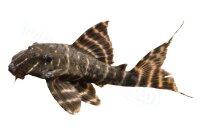 Aufkleber Panaqolus albivermis L 204