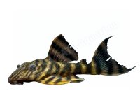 Aufkleber Panaqolus tankei L 398