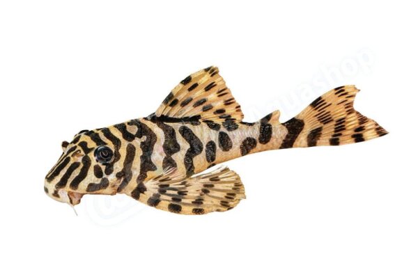Aufkleber Peckoltia compta L 134