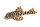 Aufkleber Peckoltia compta L 134