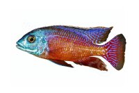 Aufkleber Protomelas taeniolatus