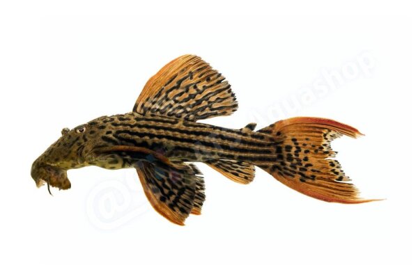 Aufkleber Pseudacanthicus pirarara L 25