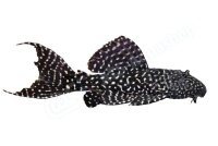 Aufkleber Pseudacanthicus sp. L 452