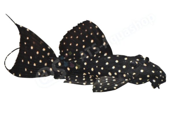 Aufkleber Pseudacanthicus sp. L 97