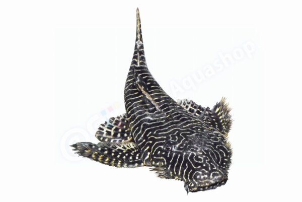 Aufkleber Pseudolithoxus tigris L 257