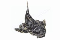 Aufkleber Pseudolithoxus tigris L 257