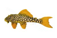 Aufkleber Scobinancistrus aureatus L 14