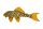 Aufkleber Scobinancistrus aureatus L 14