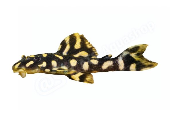 Aufkleber Scobinancistrus sp. L 82