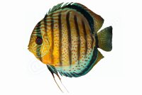 Aufkleber Symphysodon aequifasciatus - Diskus