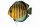 Aufkleber Symphysodon aequifasciatus - Diskus