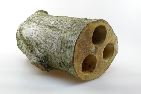 Erlenholzh&ouml;hle Dreifachh&ouml;hle &Oslash; 40-45 mm x 19-21 cm Welsh&ouml;hle f&uuml;r Aquarium