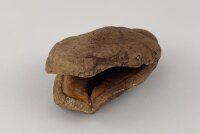 Froschmaulschote als H&ouml;hle oder Versteck im Aquarium