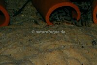 Granoflour&reg; Aquariensand orange