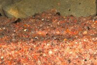 Granoflour&reg; Aquariensand rot