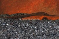 Granoflour&reg; Aquariensand rot