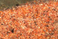Granoflour&reg; Aquariensand rot