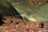 Granoflour&reg; Aquariensand rot