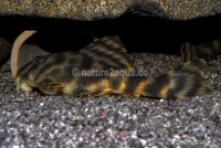 Granoflour&reg; Aquariensand rot